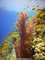 Soft Coral & Anthias 
Jackson Reef
Sharm el Sheikh by Adolfo Maciocco 